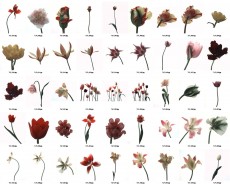 Akira Gomi - Tulip.jpg.scaled1000